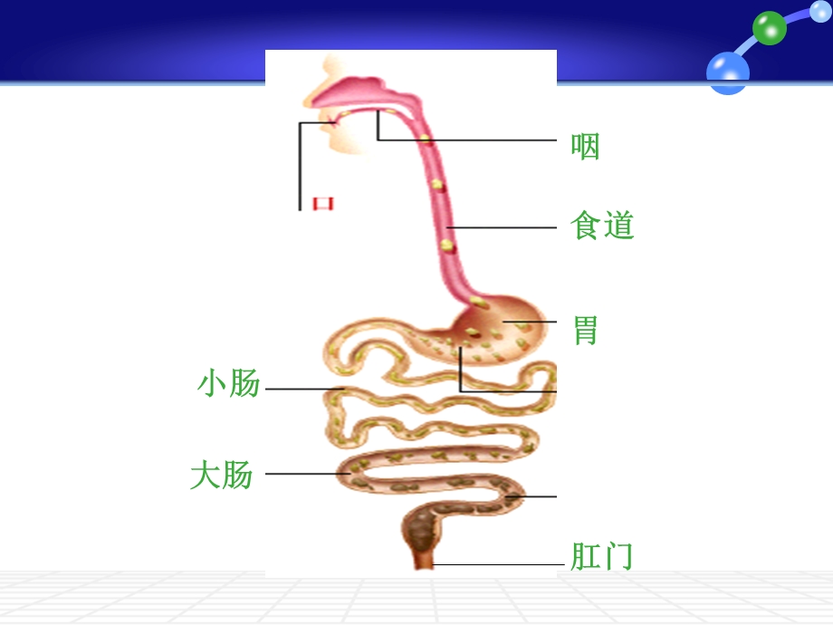 消化道疾病的营养与治疗 课件.ppt_第3页