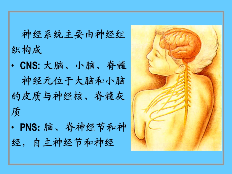 组织学与胚胎学-08神经系统课件.ppt_第2页