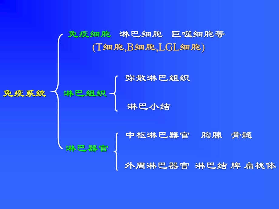 组织胚胎学组织胚胎学ppt课件-免疫系统.ppt_第3页