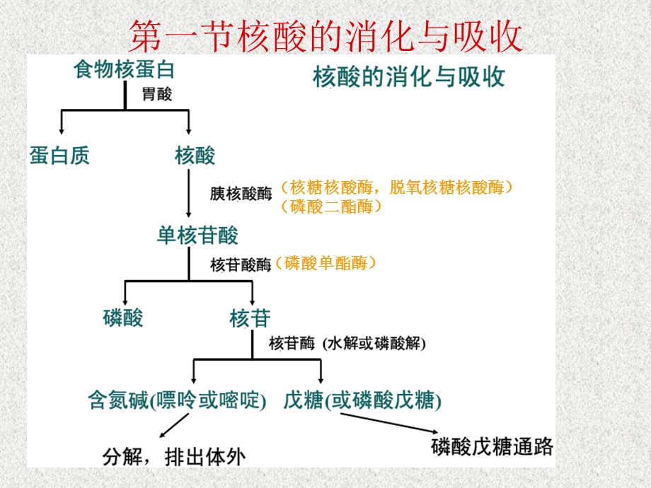 第十一章 核酸分解代谢与合成课件.ppt_第3页