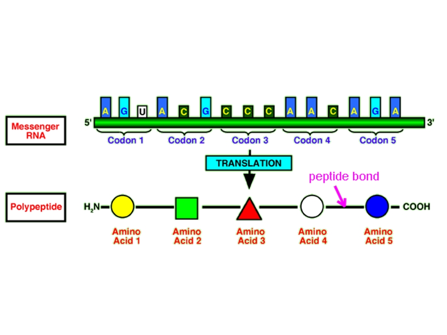 第十二章蛋白质的生物合成课件.ppt_第3页