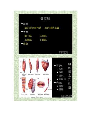 正常人体解剖学——骨骼肌解读.doc