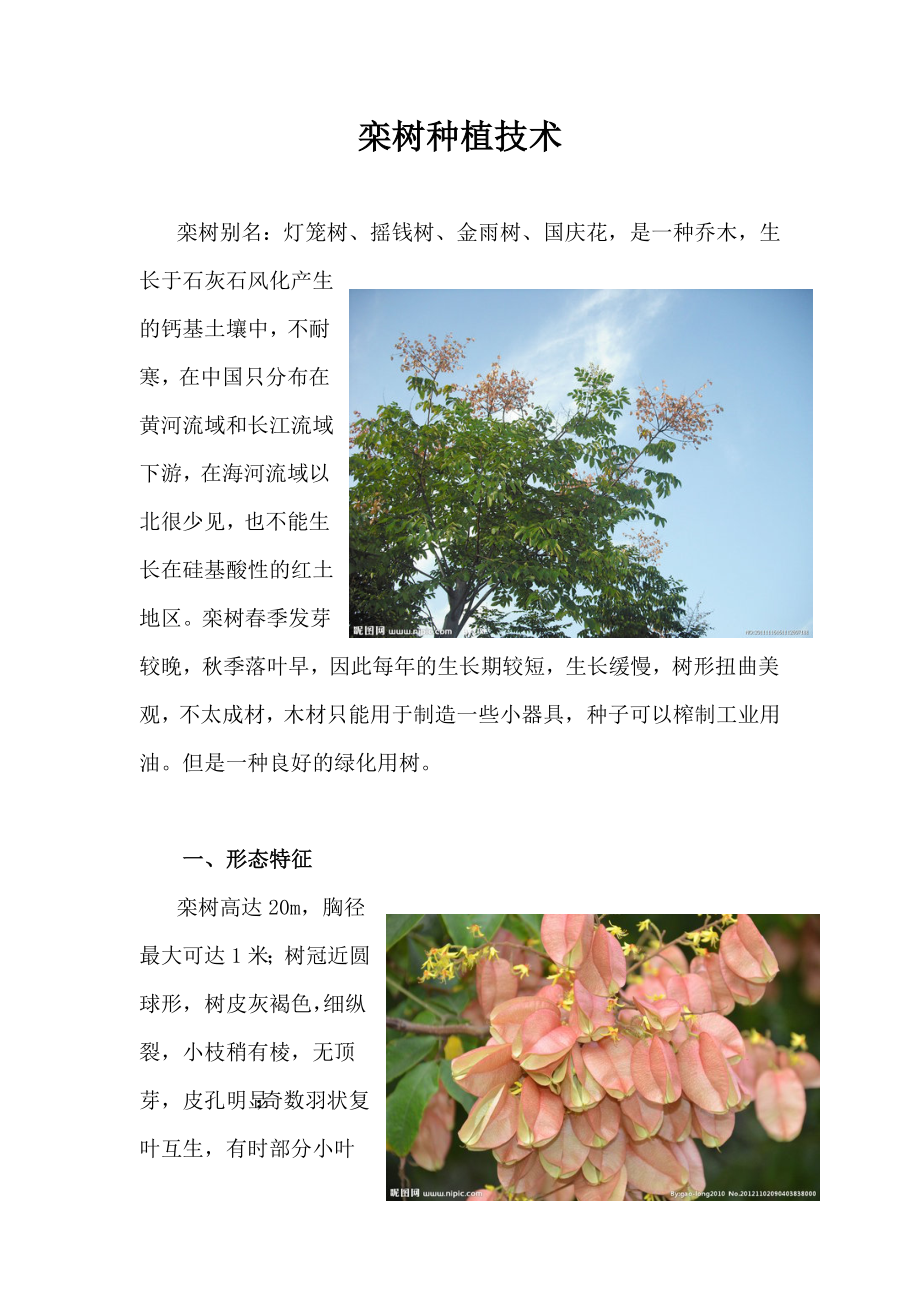 栾树种植技术分析.doc_第1页