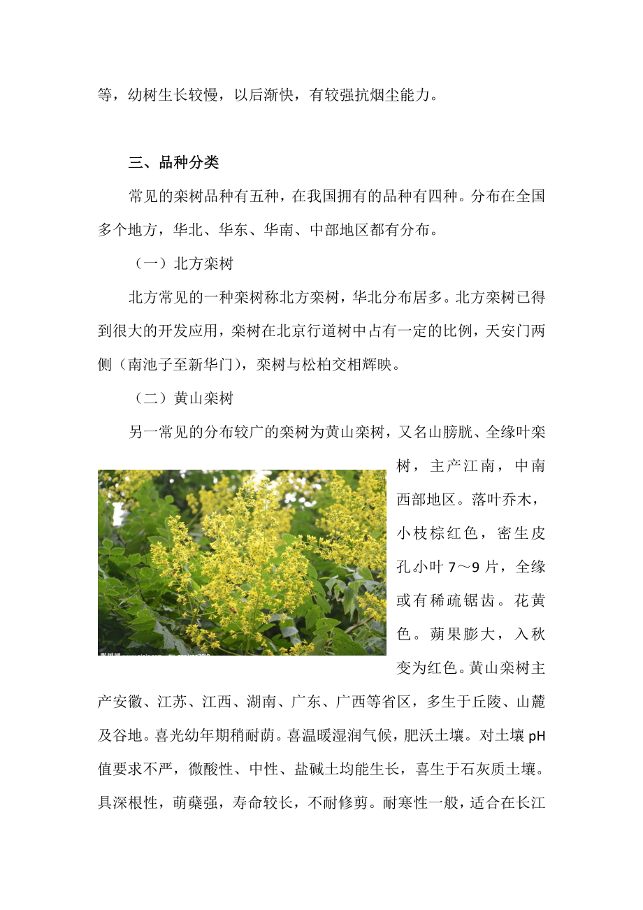 栾树种植技术分析.doc_第3页