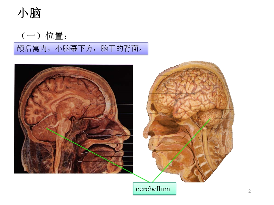 小脑间脑研究生.ppt_第2页