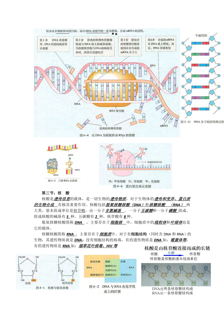 高考必备：高三生物知识点汇编【精心整理知识点完整总结】 .doc_第3页