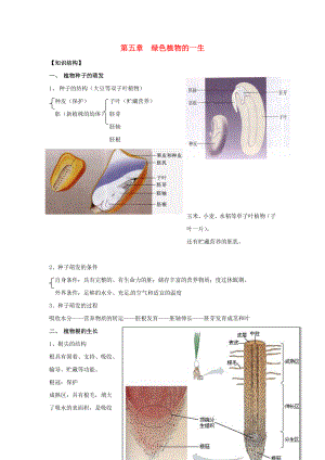 初中七年级生物上册-第5章绿色植物的一生复习学案-苏教版精编版.doc