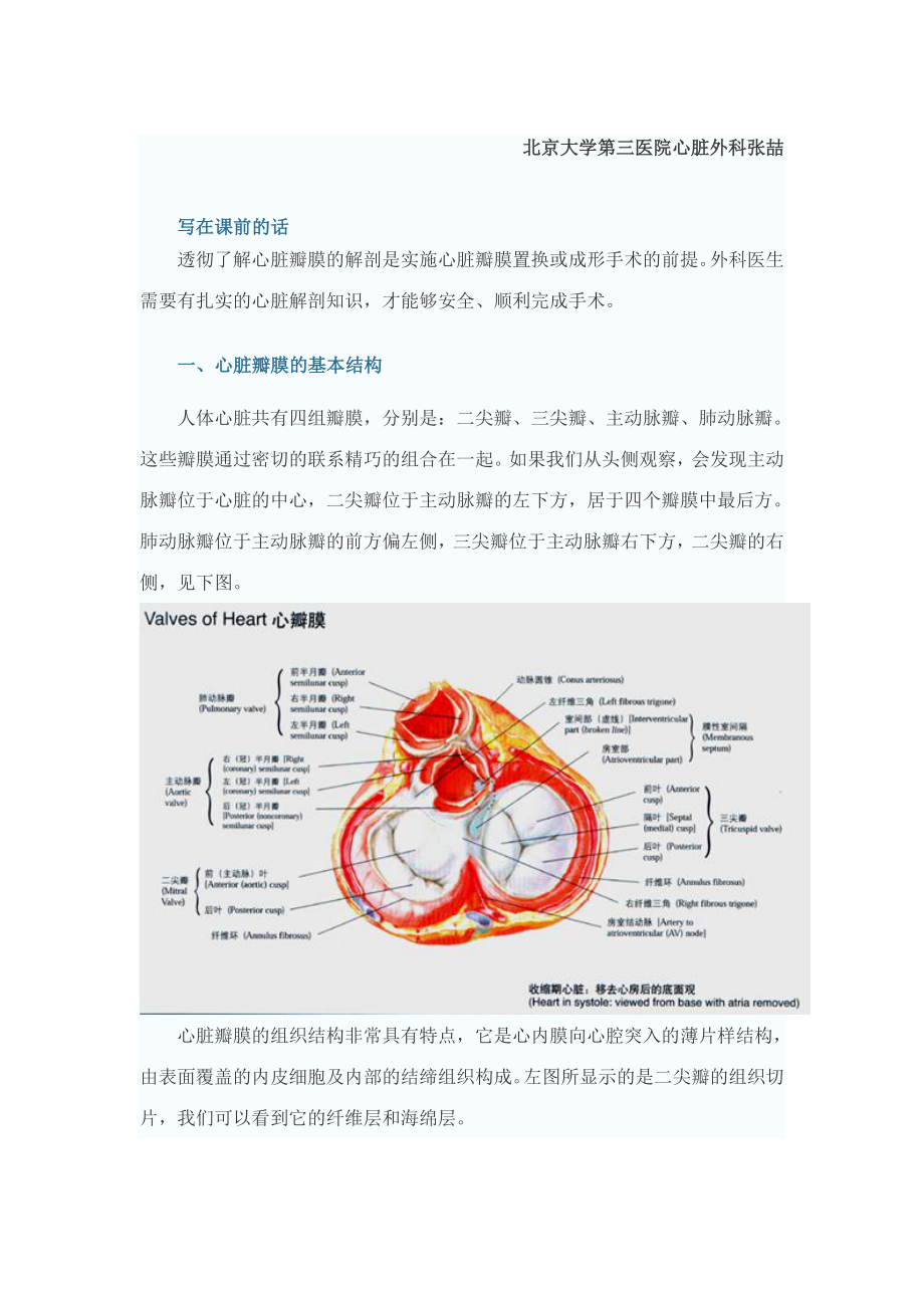 心脏瓣膜解剖.doc_第1页