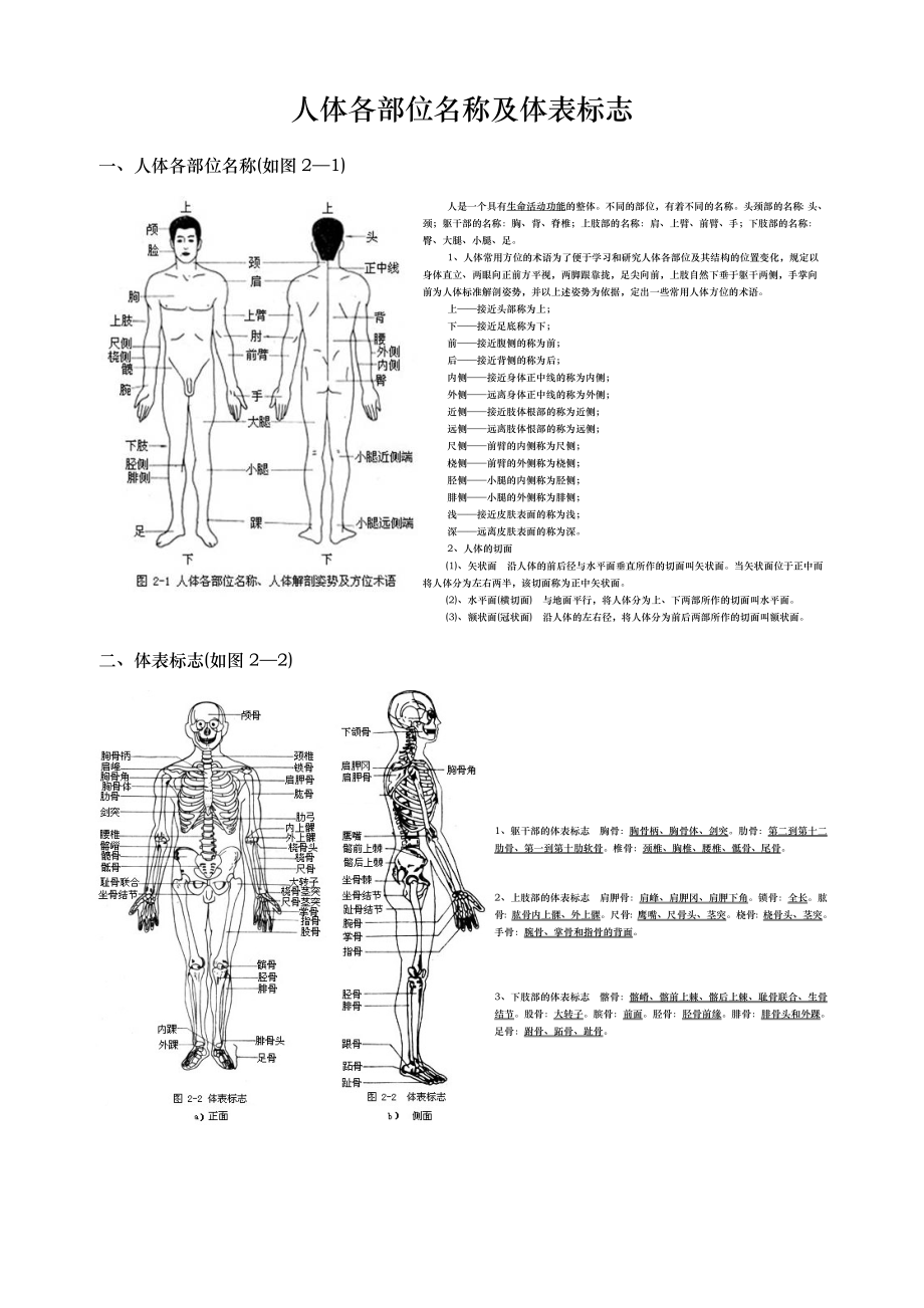 人体各部位名称与体表标志.doc_第1页