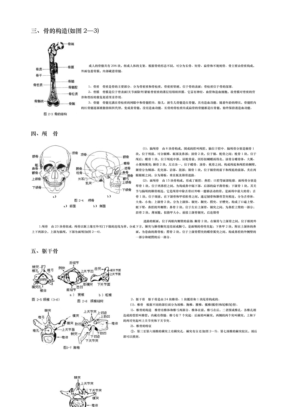 人体各部位名称与体表标志.doc_第2页