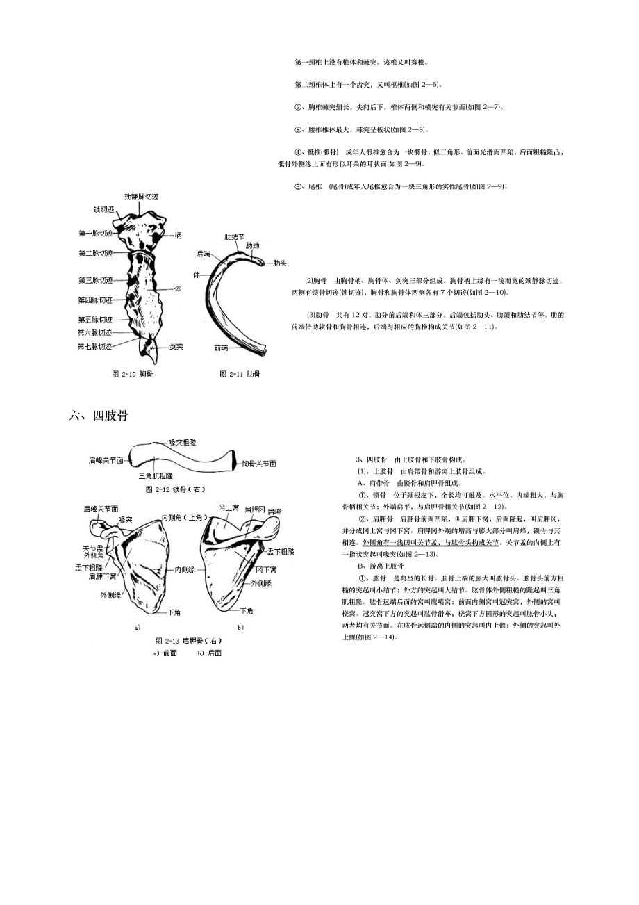 人体各部位名称与体表标志.doc_第3页