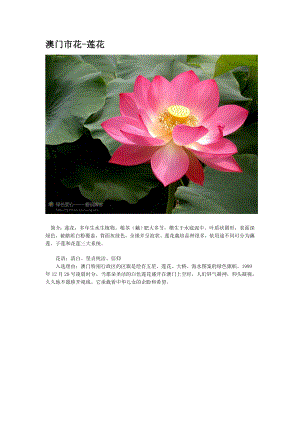 十大市花Microsoft Word.doc