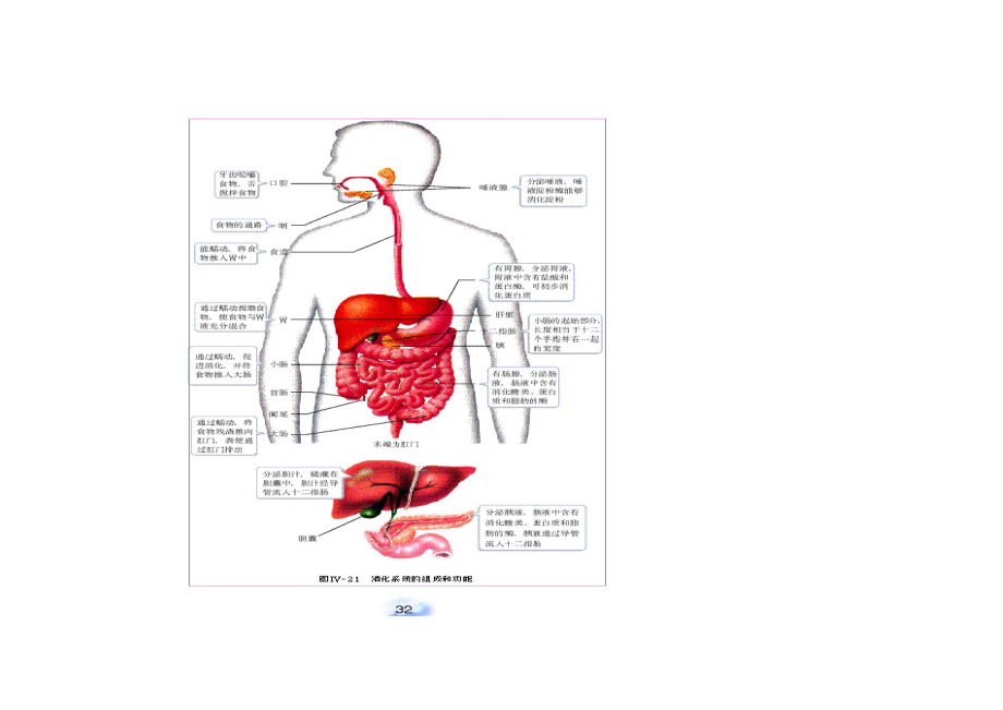 人教版初中生物七年级下(必记图)精编版.docx_第3页