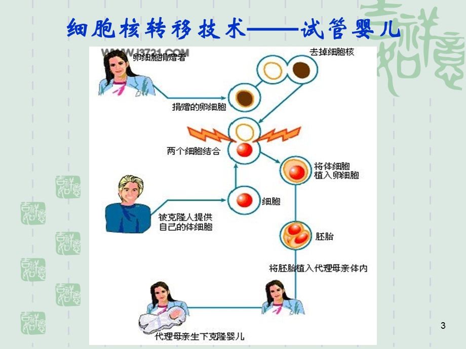 研究生干细胞.ppt_第3页