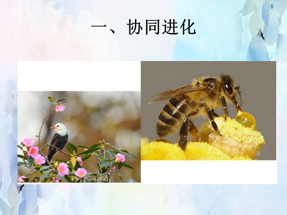 人教版新教材《协同进化与生物多样性的形成》精品课件.ppt_第3页