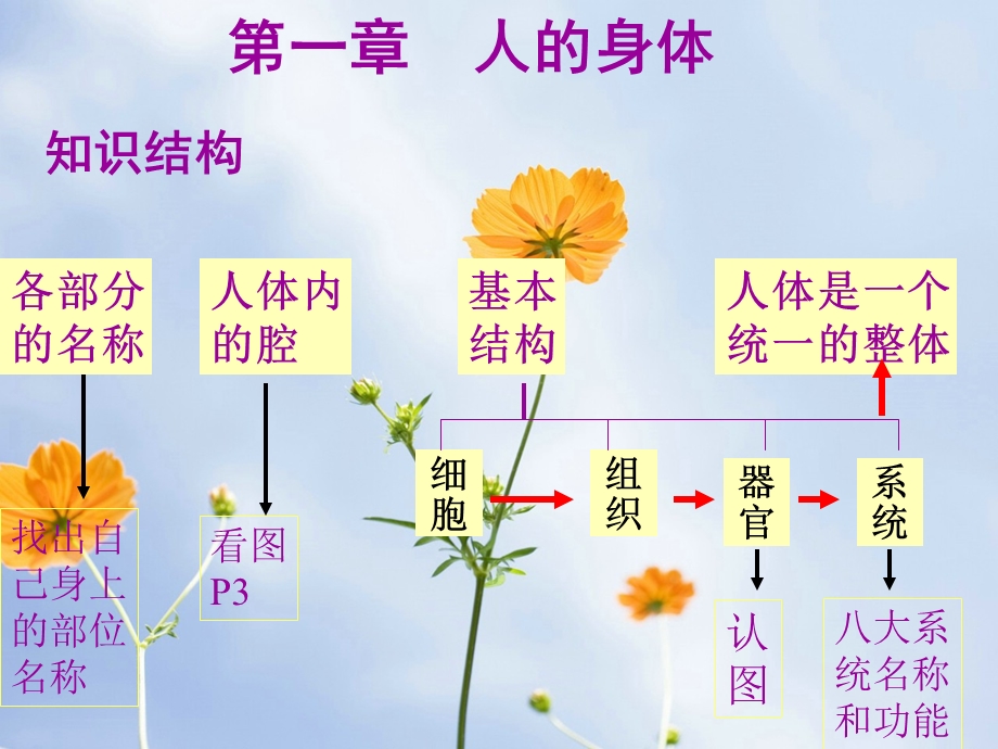 人的身体中小学PPT教学课件.ppt_第3页