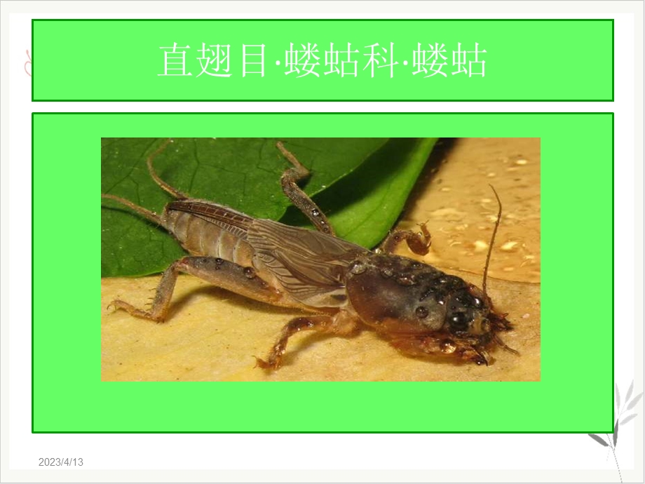 农业昆虫分类识别PPT课件(模板).ppt_第3页