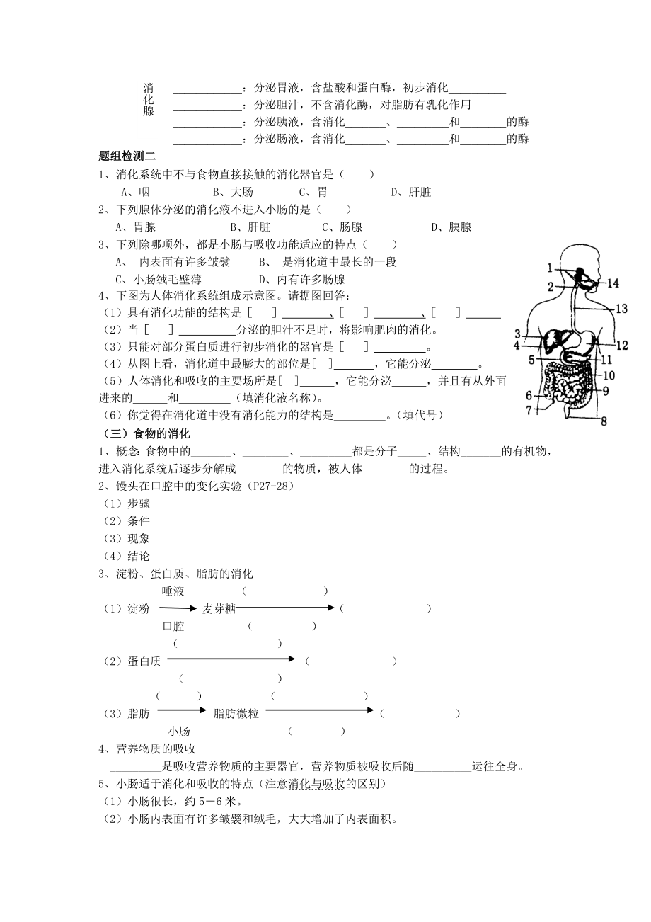 人体的营养复习教案新部编本.doc_第3页