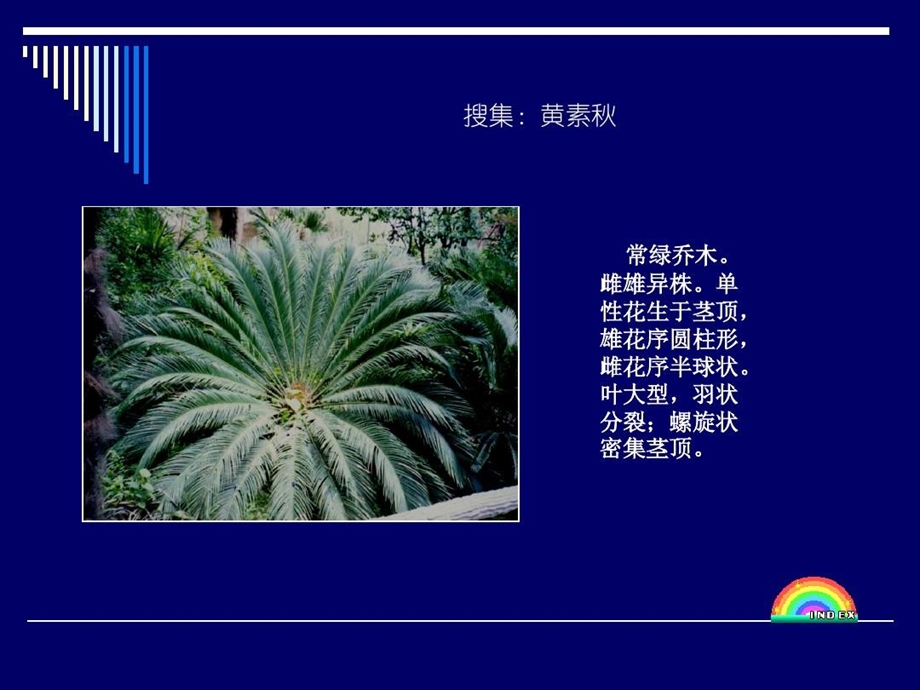 上海常见100种植物.ppt_第2页