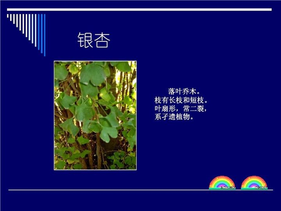 上海常见100种植物.ppt_第3页