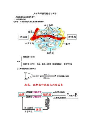 人体内环境的稳态与调节知识点笔记.doc