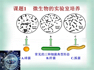 课题1微生物的实验室培养.ppt