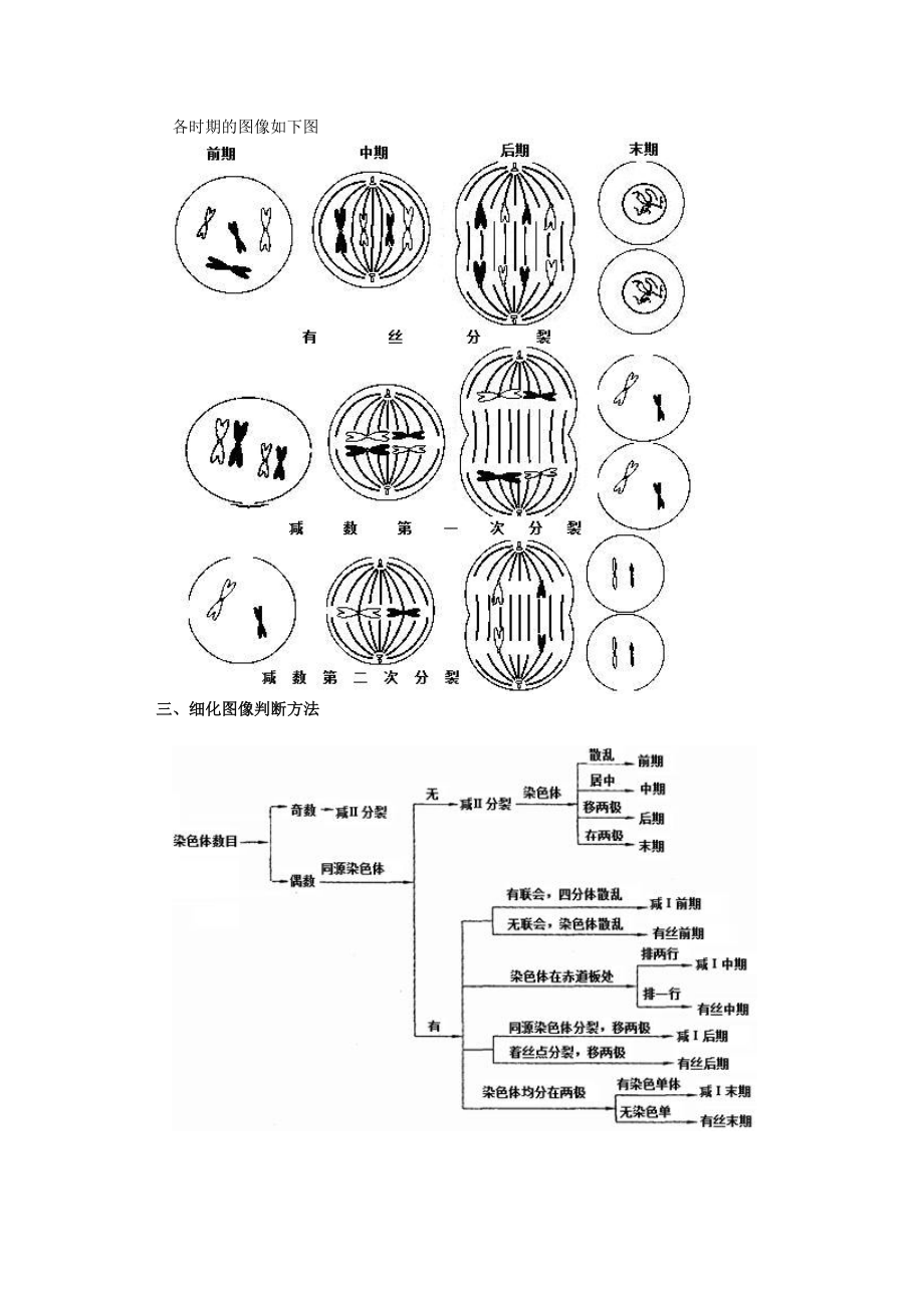 减数分裂和有丝分裂图形辨析.doc_第2页