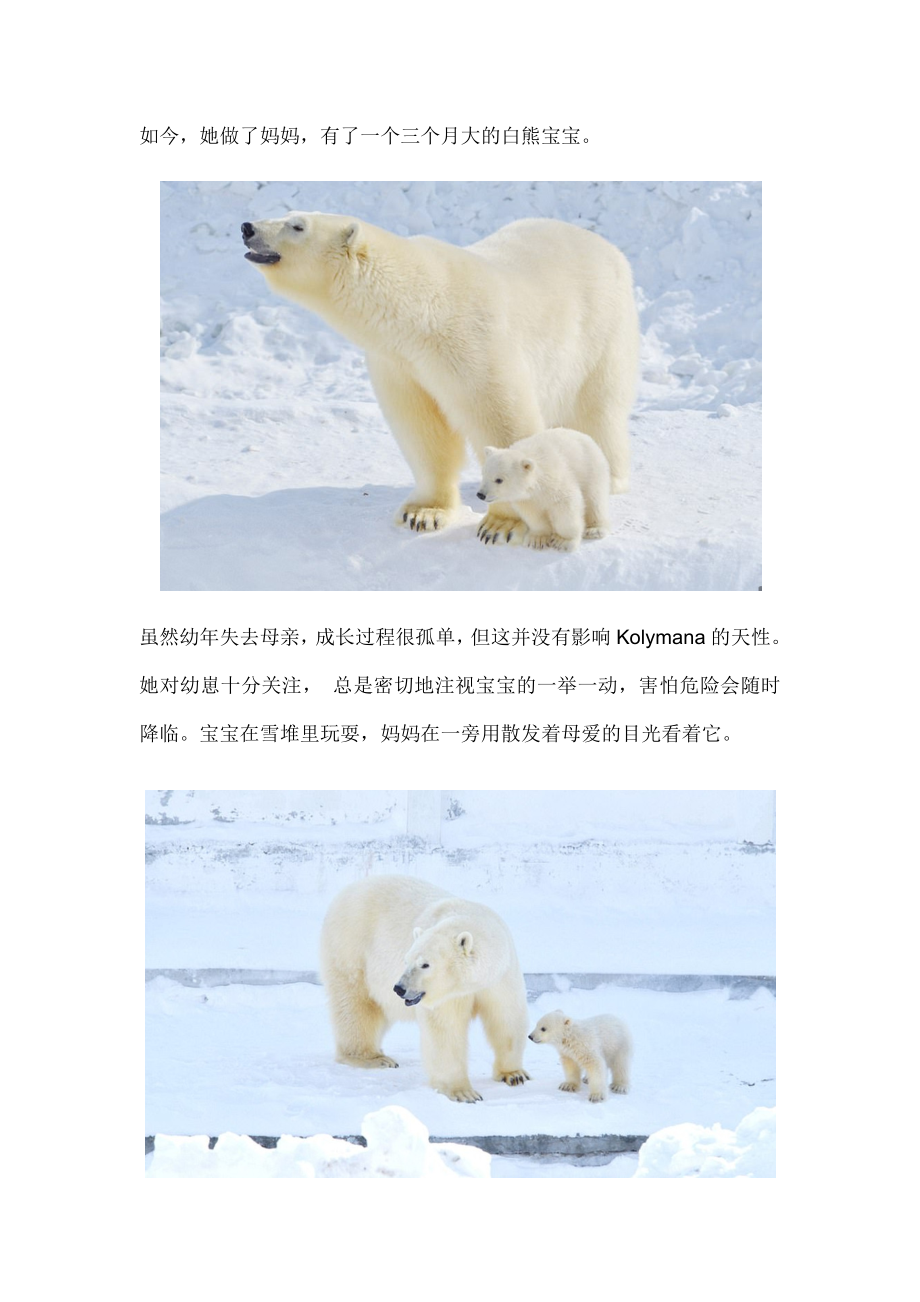 年幼丧母的北极熊做了妈妈场面让人掉眼泪.docx_第2页