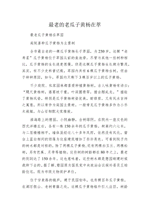 最老的老瓜子黄杨在萃园.docx