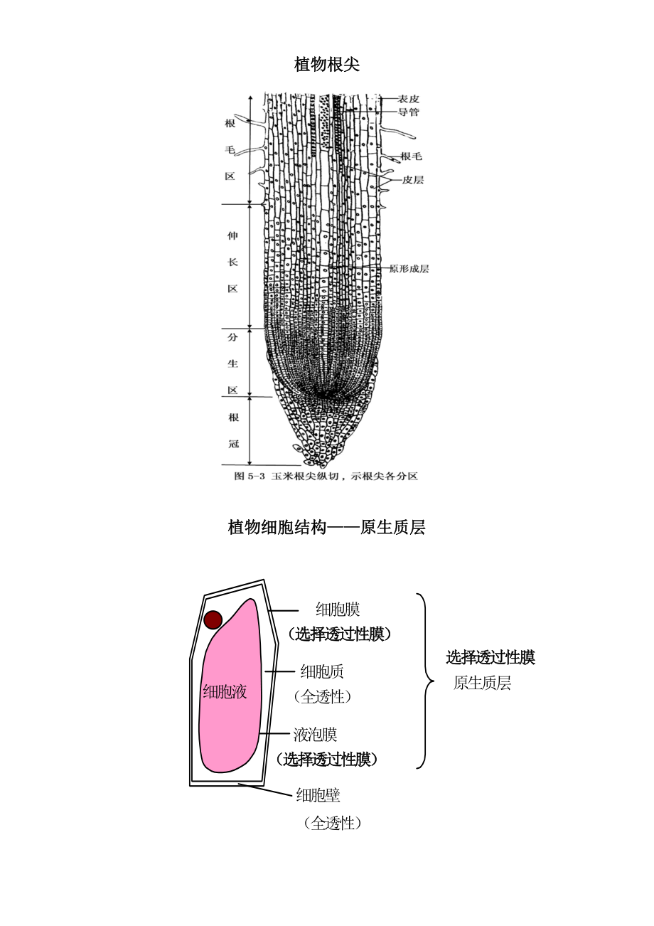 植物根尖结构示意图.doc_第1页