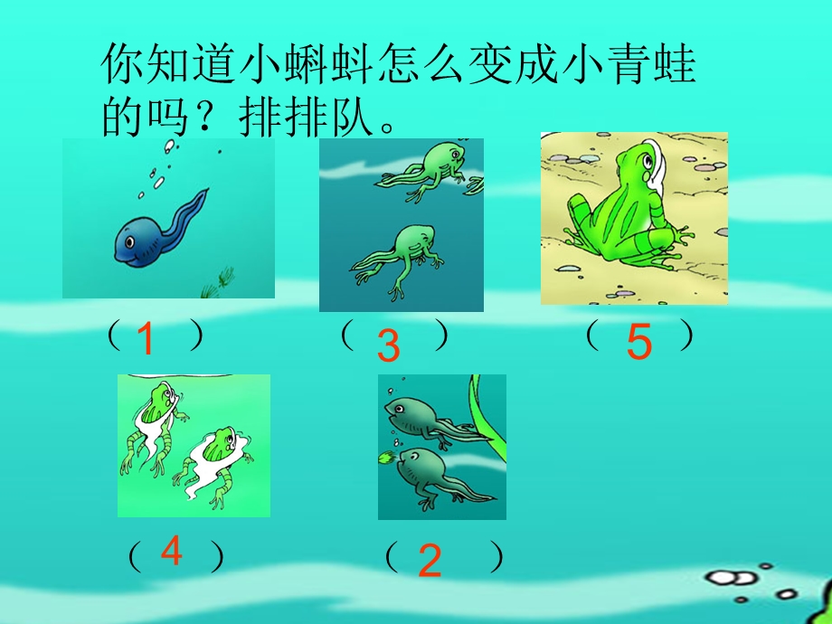 小蝌蚪找妈妈 (4).ppt_第2页