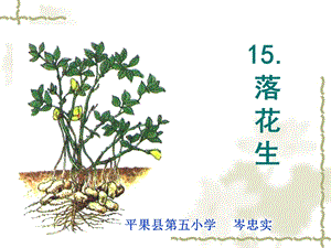 五年级语文上册第四组15落花生第一课时课件.ppt