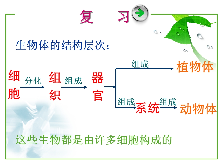 只有一个细胞的生物.ppt_第3页