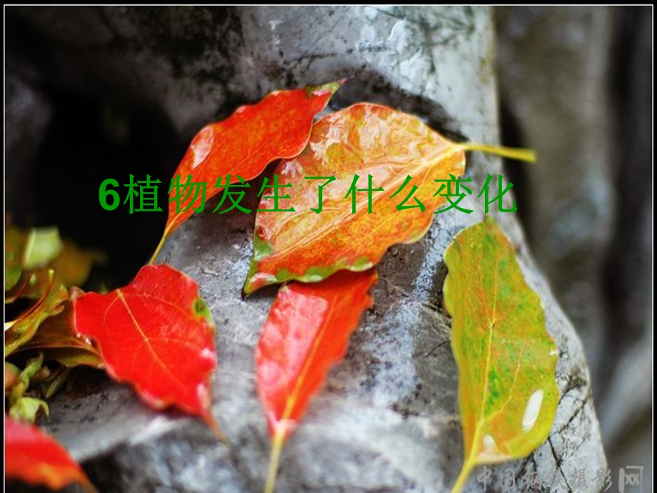 植物发生了什么变化.ppt_第1页