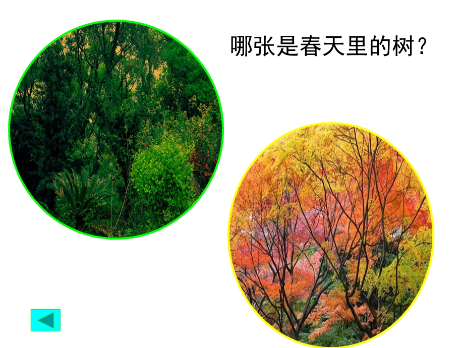 植物发生了什么变化.ppt_第2页