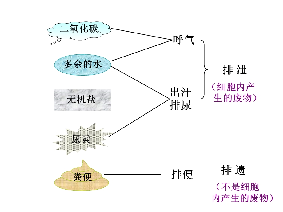 人教版第四单元第五章《人体内废物的排出》复习课件2.ppt_第2页