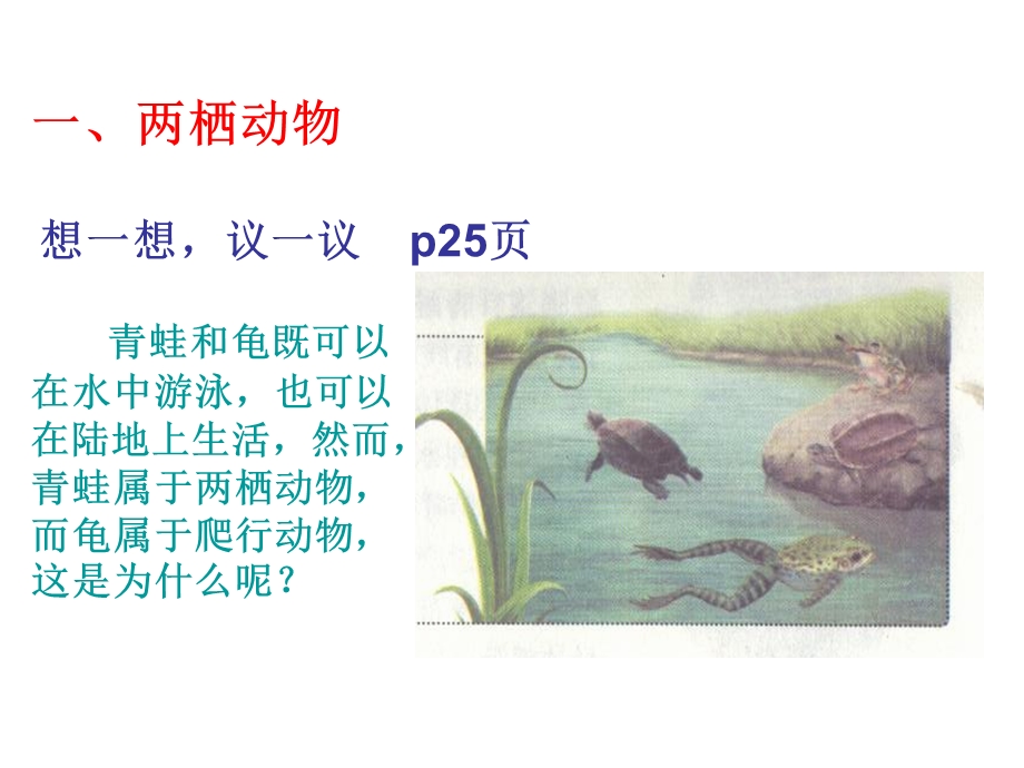 两栖动物和爬行动物 (3).ppt_第2页