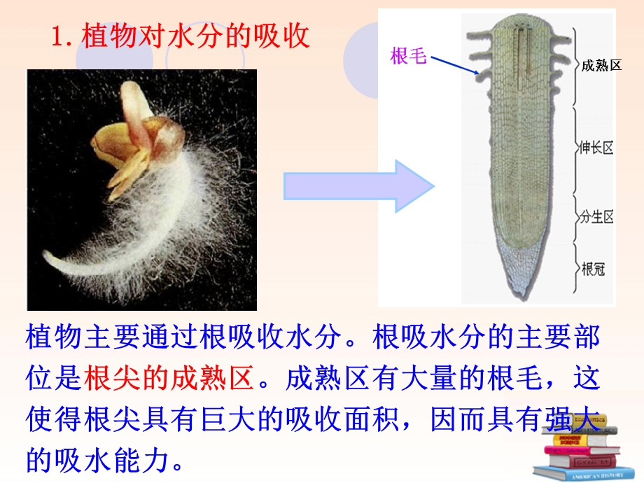 人教版_生物第三章绿色植物与生物圈的水循环.ppt_第3页