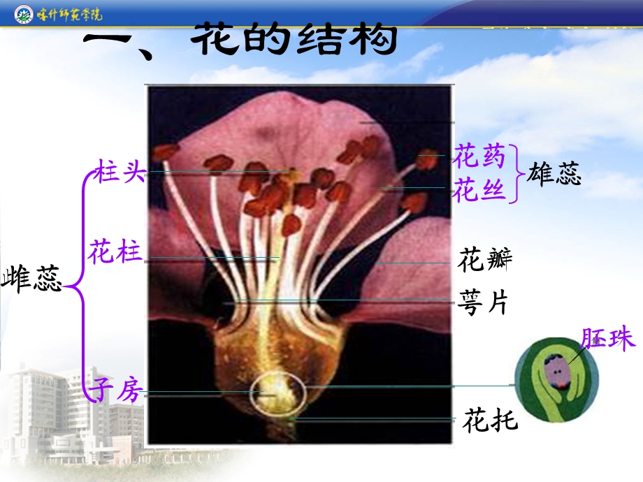 开花与结果.ppt_第2页