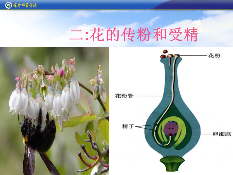 开花与结果.ppt_第3页