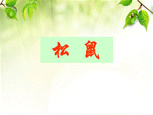 五年级上册《松鼠》课件[1].ppt