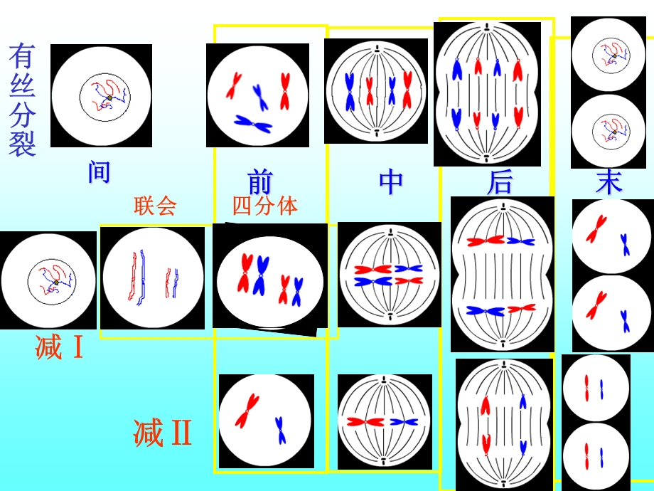 专题复习：减数分裂和有丝分裂.ppt_第1页