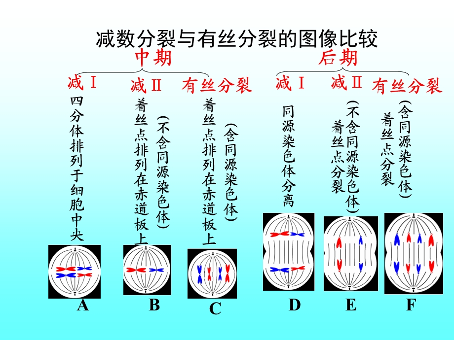 专题复习：减数分裂和有丝分裂.ppt_第2页