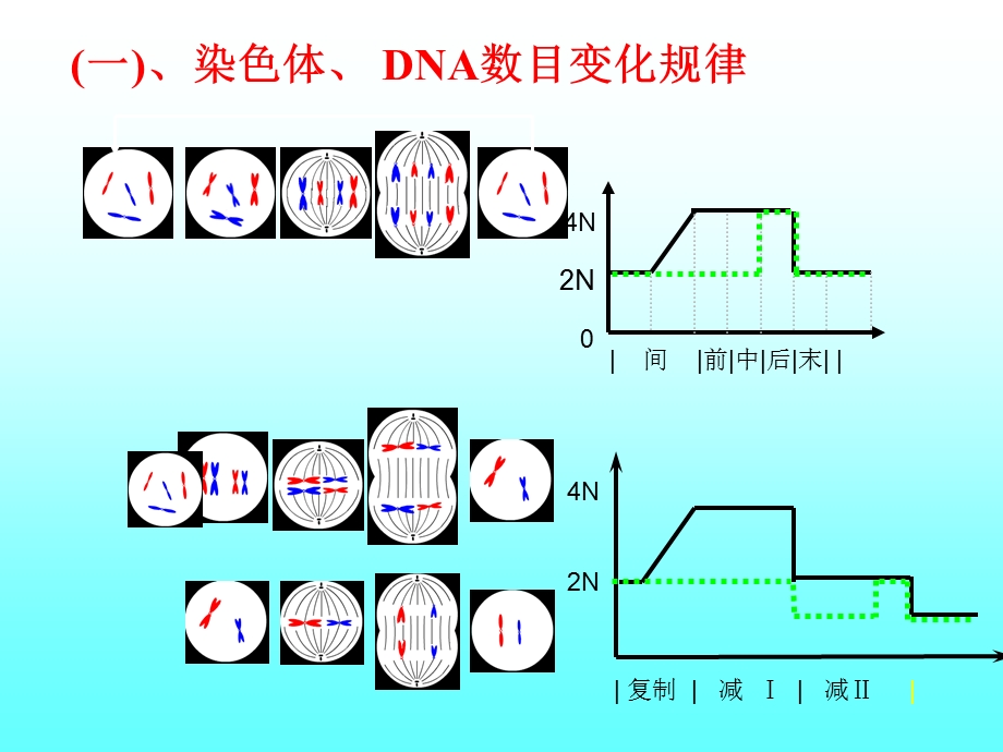 专题复习：减数分裂和有丝分裂.ppt_第3页