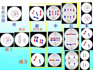 专题复习：减数分裂和有丝分裂.ppt