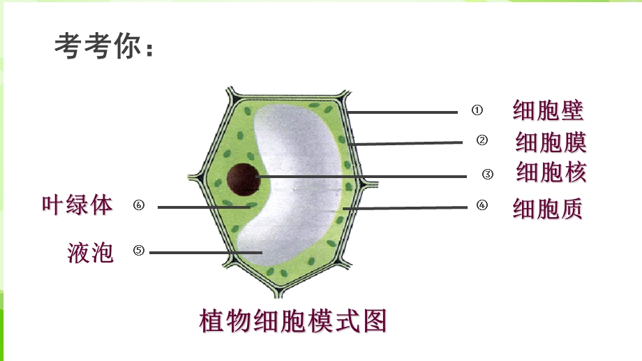 人教版七年级上生物第二单元第一章第四节细胞的生活课件.ppt_第1页