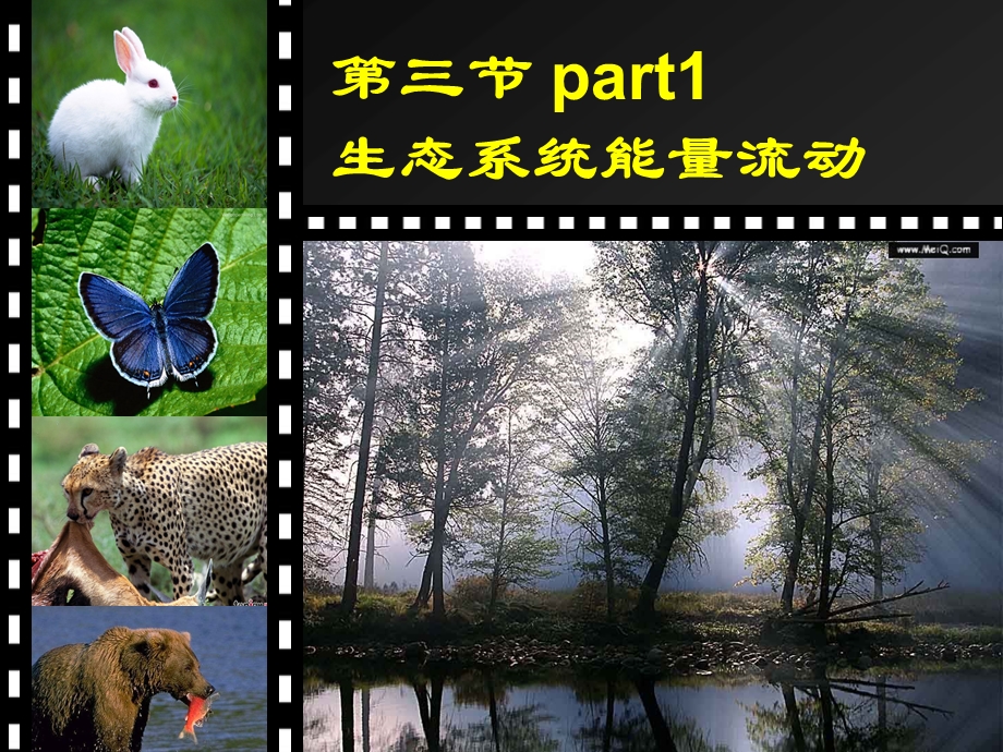 人教版必修3第五章第二节生态系统的能量流动（共20张PPT）.ppt_第2页