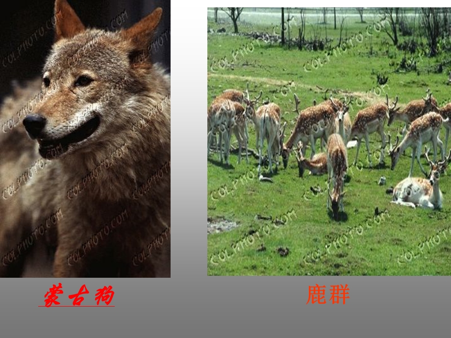 土地的誓言.ppt_第2页