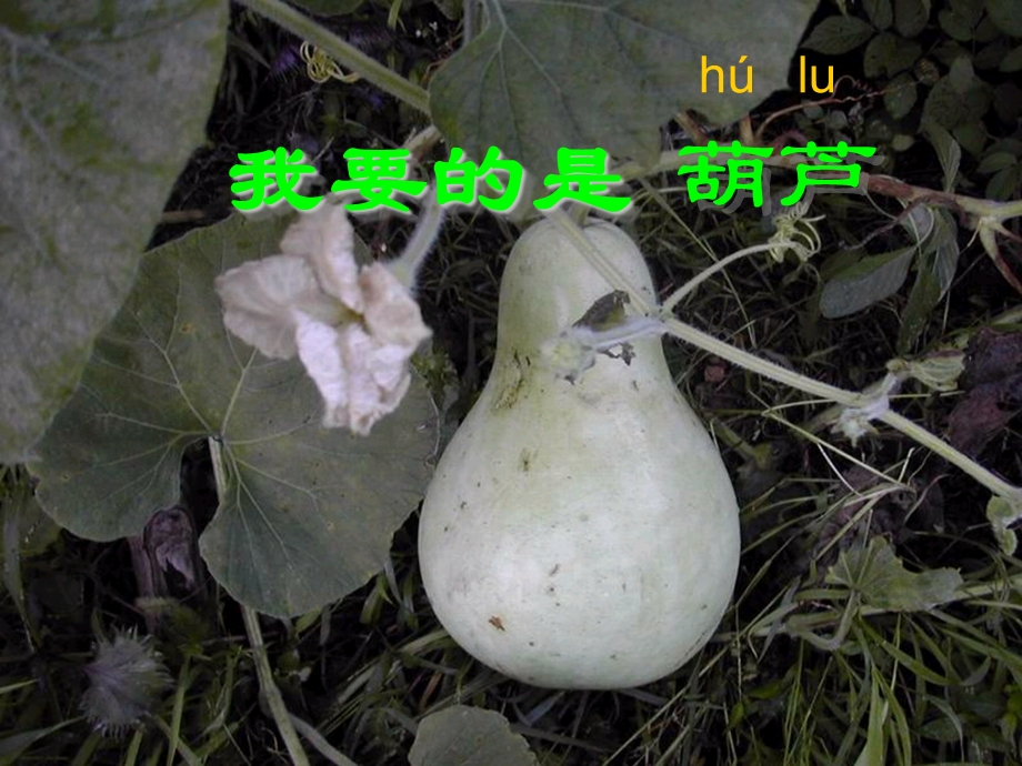 我要的是葫芦[1].ppt_第2页