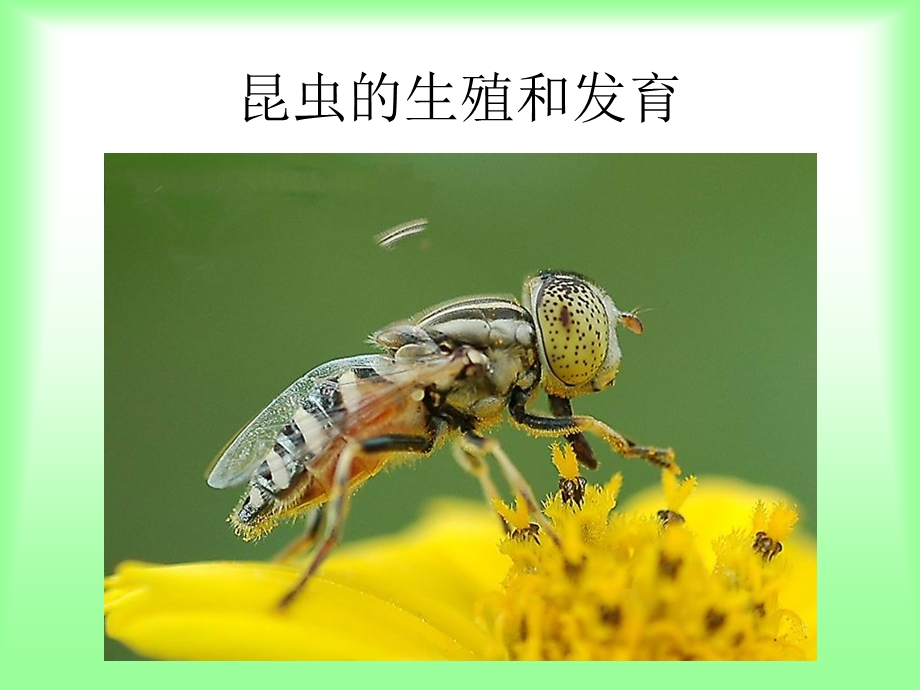 昆虫的生殖和发育 (2).ppt_第1页